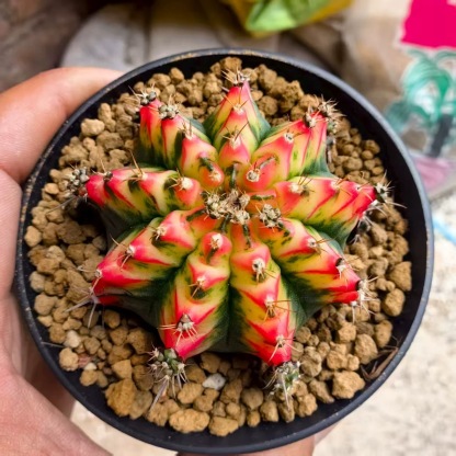 2-6cm Gymnocalycium mihanovichii variegata