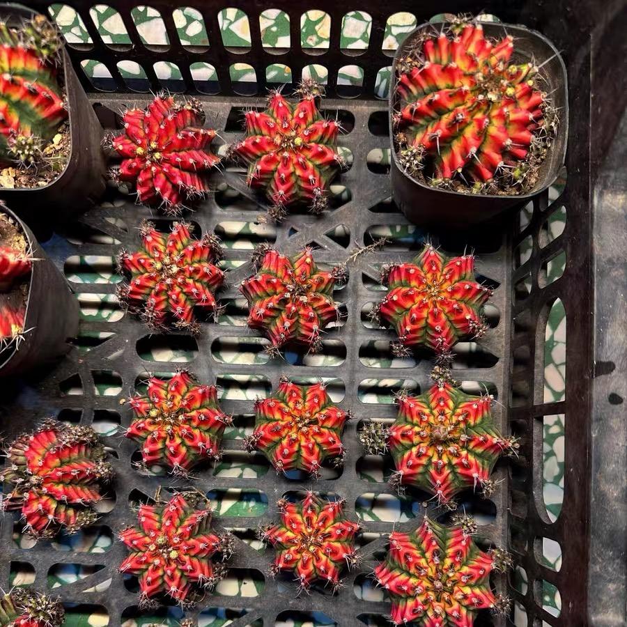 2-6cm Gymnocalycium mihanovichii variegata （Butterfly Flower）