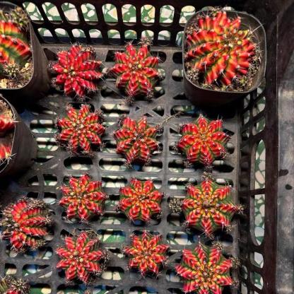 2-6cm Gymnocalycium mihanovichii variegata