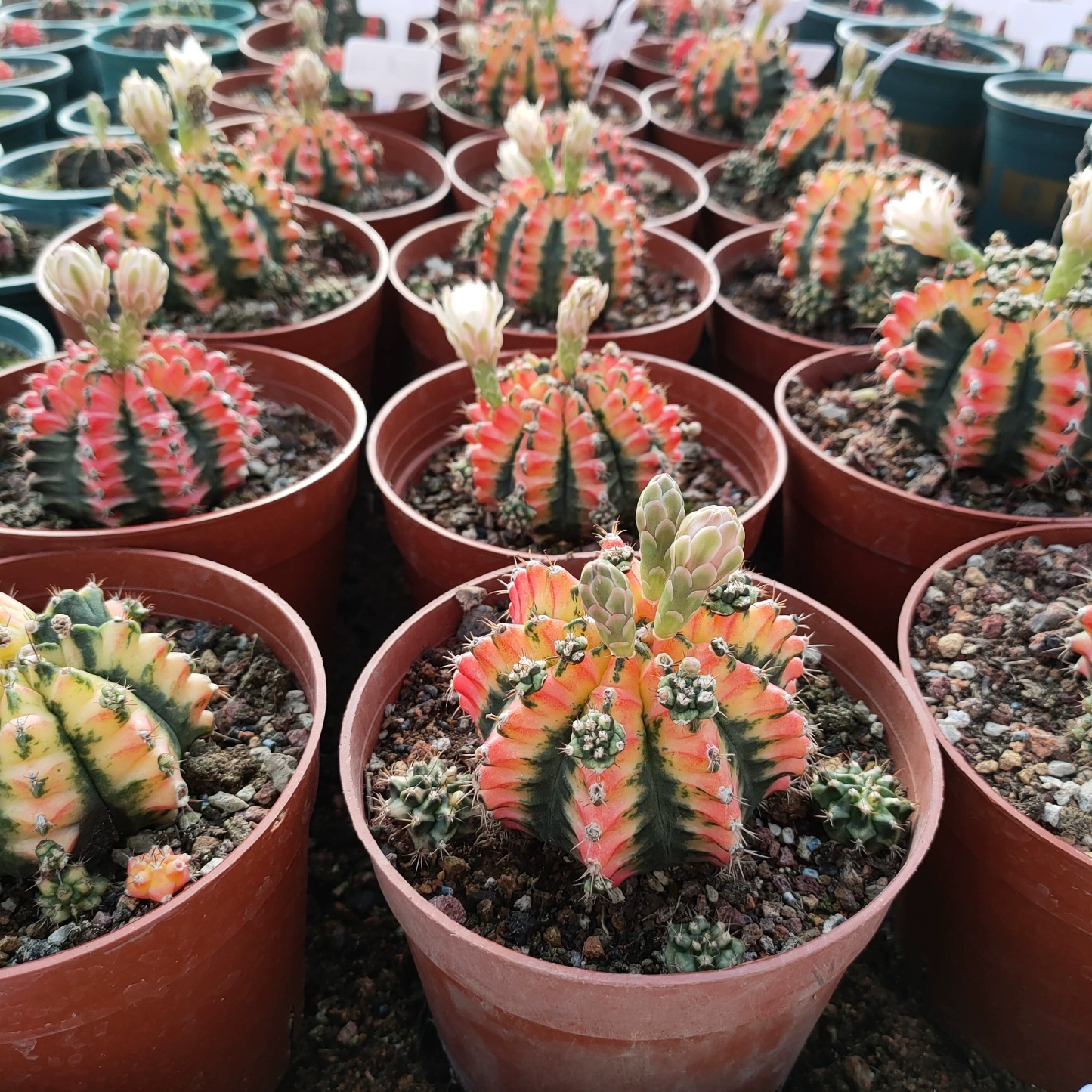 2-6cm Gymnocalycium mihanovichii variegata