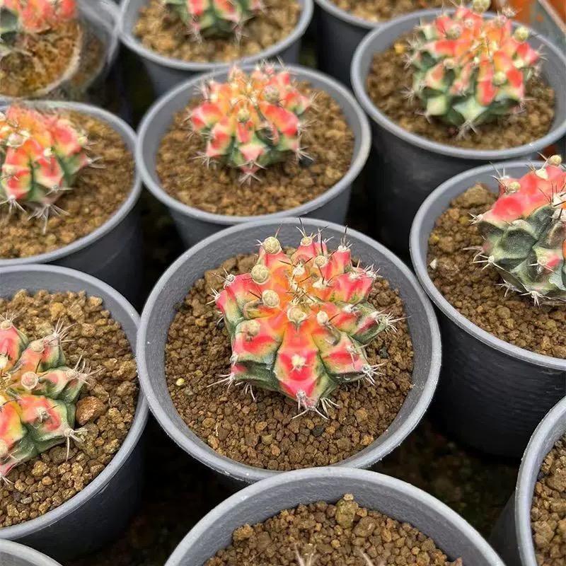 2-6cm Gymnocalycium mihanovichii variegata