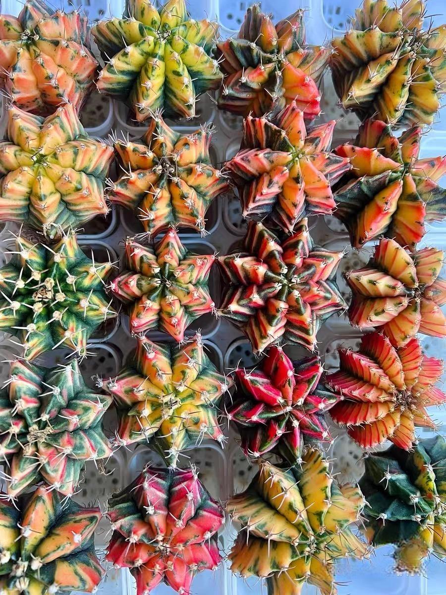 2-6cm Gymnocalycium mihanovichii variegata