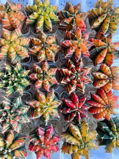 2-6cm Gymnocalycium mihanovichii variegata