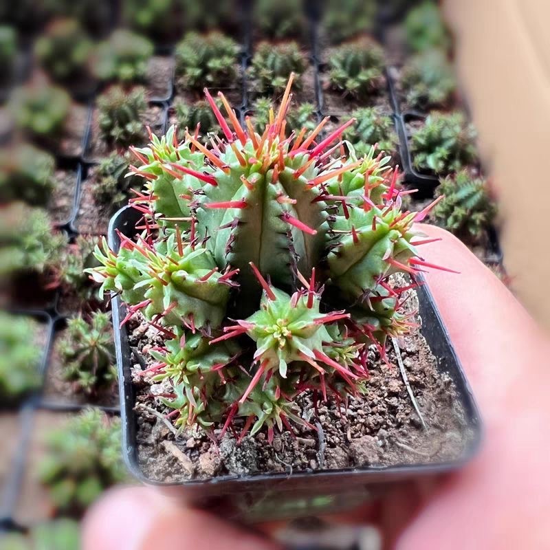 3-5cm Euphorbia enopla