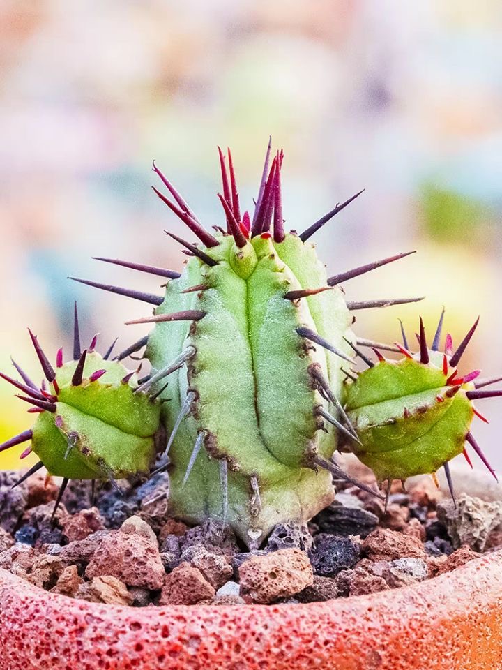 3-5cm Euphorbia enopla