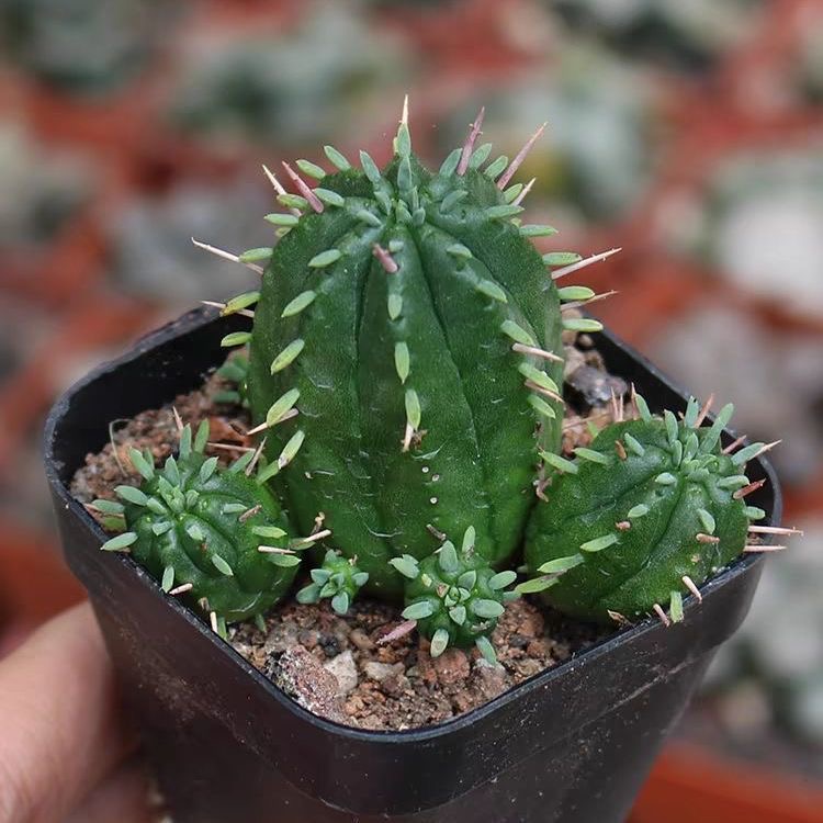 3-5cm Euphorbia enopla