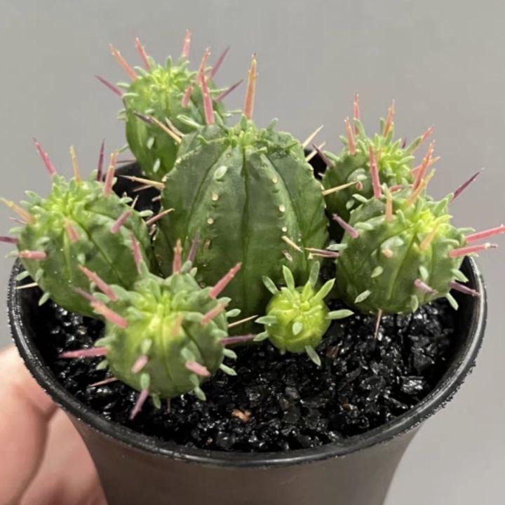 3-5cm Euphorbia enopla