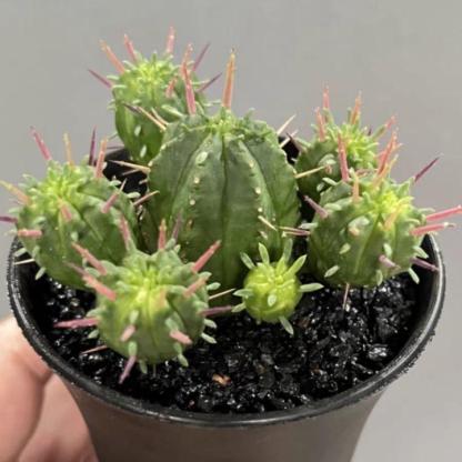 3-5cm Euphorbia enopla
