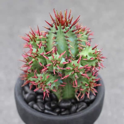3-5cm Euphorbia enopla