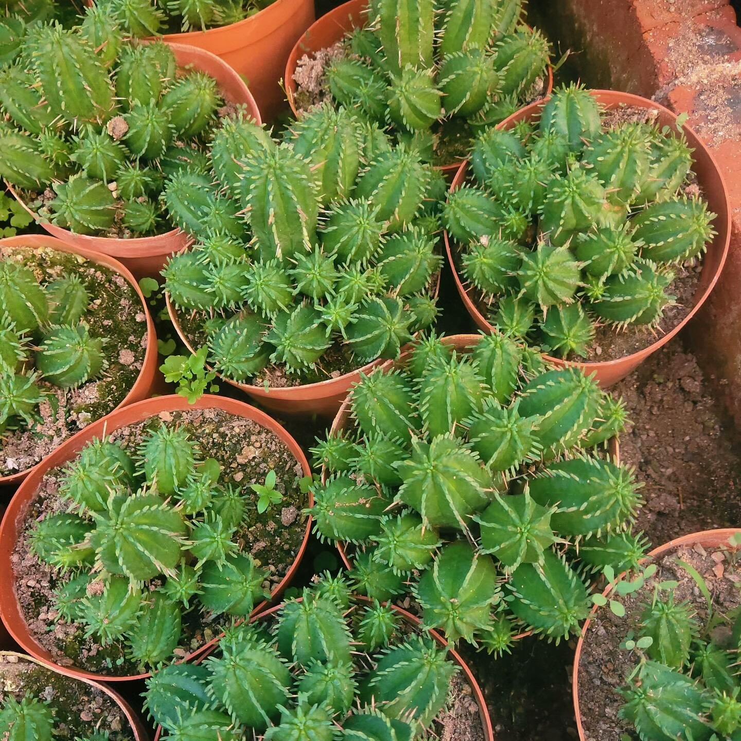 3-5cm Euphorbia enopla