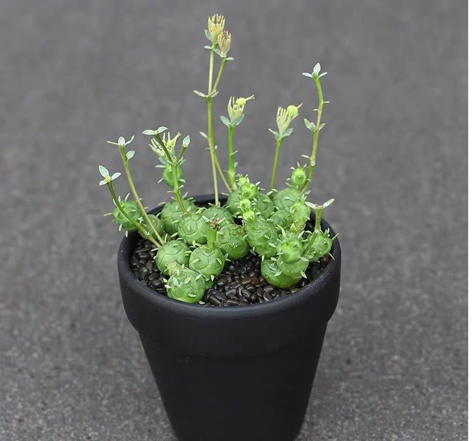 6-12cm Euphorbia pseudoglobosa
