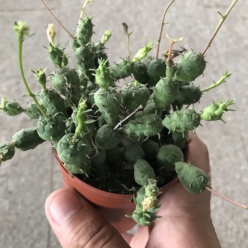 6-12cm Euphorbia pseudoglobosa