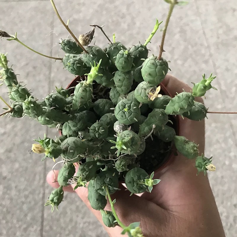 6-12cm Euphorbia pseudoglobosa