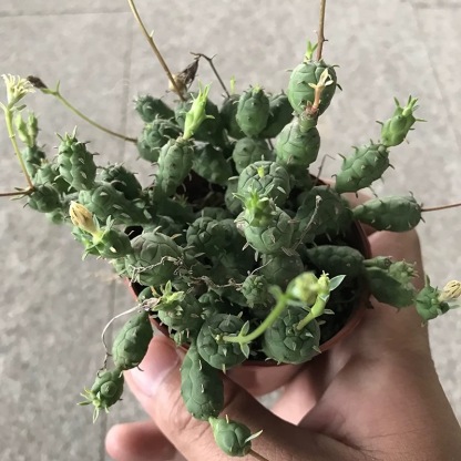 6-12cm Euphorbia pseudoglobosa