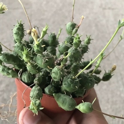 6-12cm Euphorbia pseudoglobosa