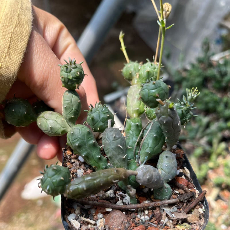 6-12cm Euphorbia pseudoglobosa