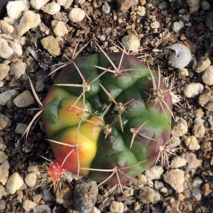 2-4cm gymnocalycium damsii （variegated）