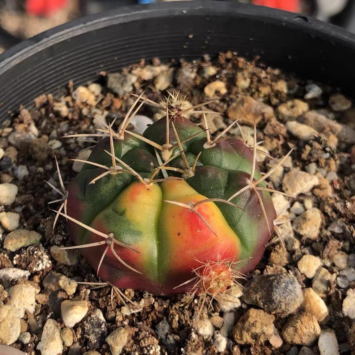 2-4cm gymnocalycium damsii （variegated）
