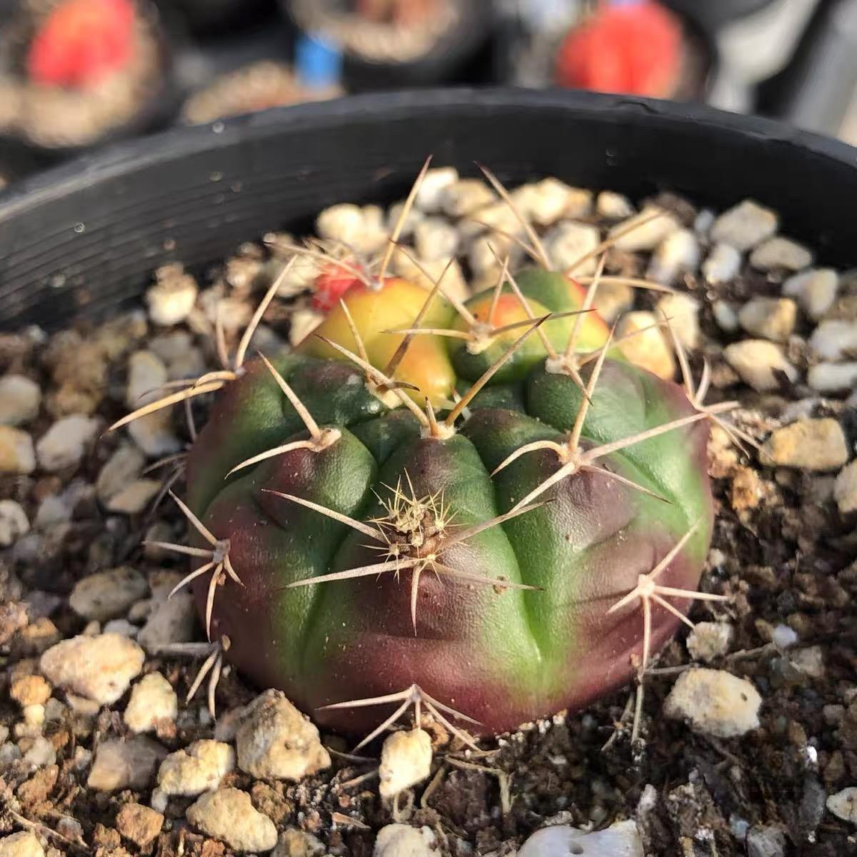 2-4cm gymnocalycium damsii （variegated）