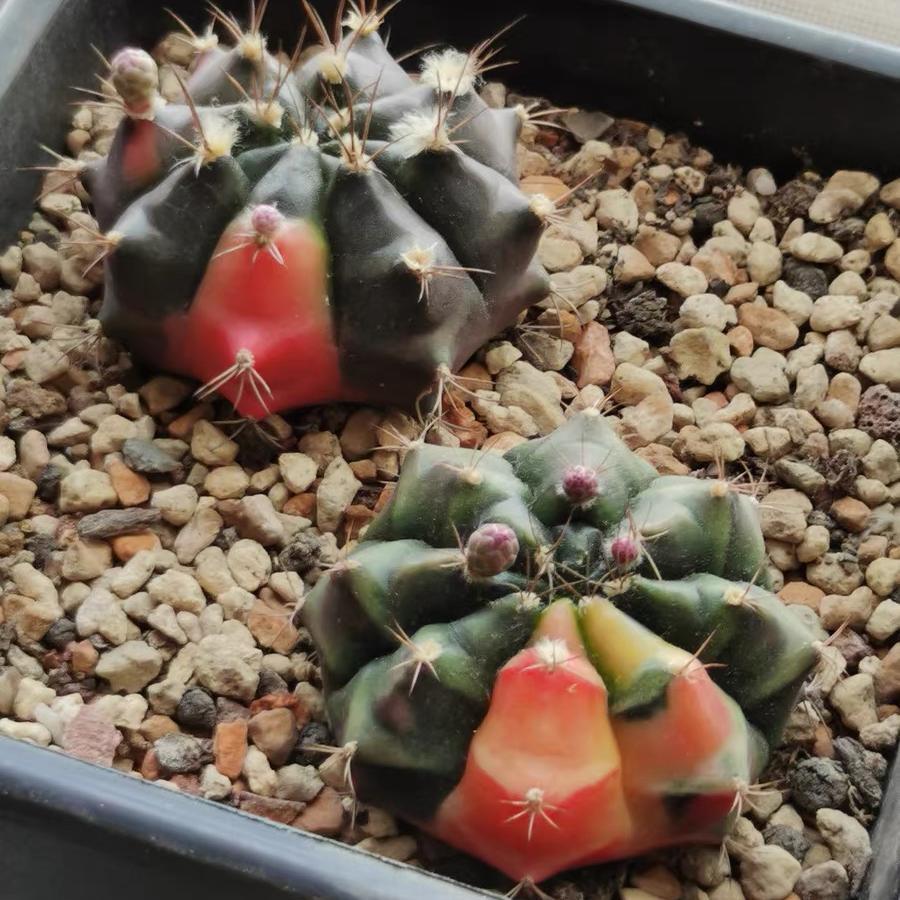 2-4cm gymnocalycium damsii （variegated）