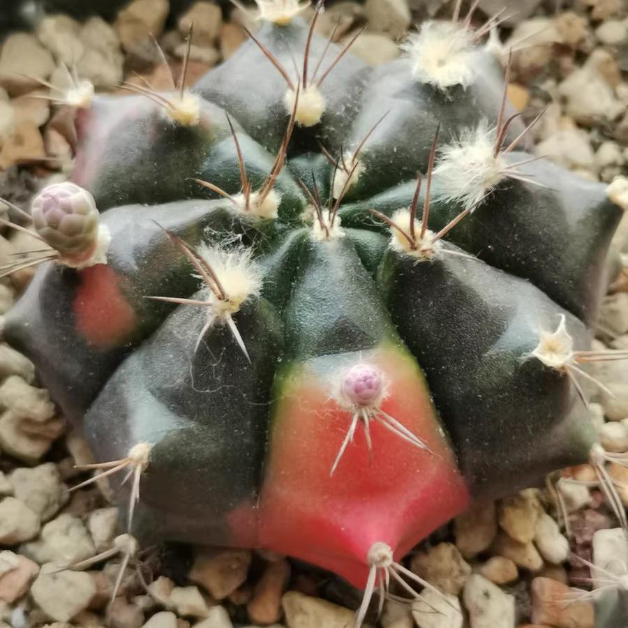 2-4cm gymnocalycium damsii （variegated）