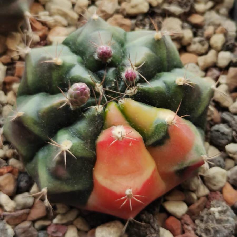 2-4cm gymnocalycium damsii （variegated）
