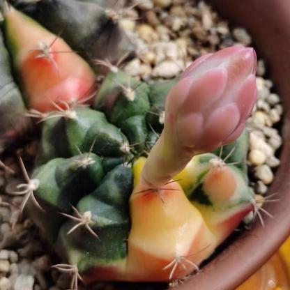 2-4cm gymnocalycium damsii （variegated）