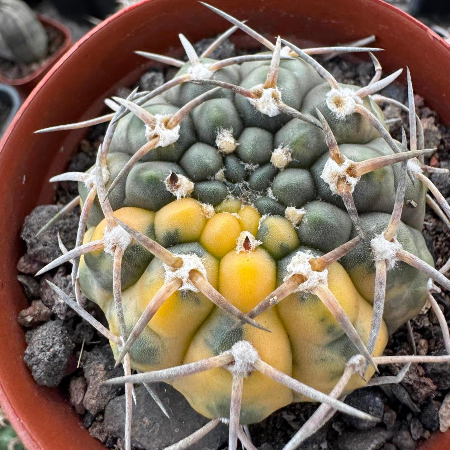 3-4cm gymnocalycium stellatum（variegated）