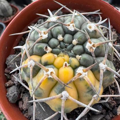 3-4cm gymnocalycium stellatum（variegated）