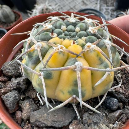 3-4cm gymnocalycium stellatum（variegated）