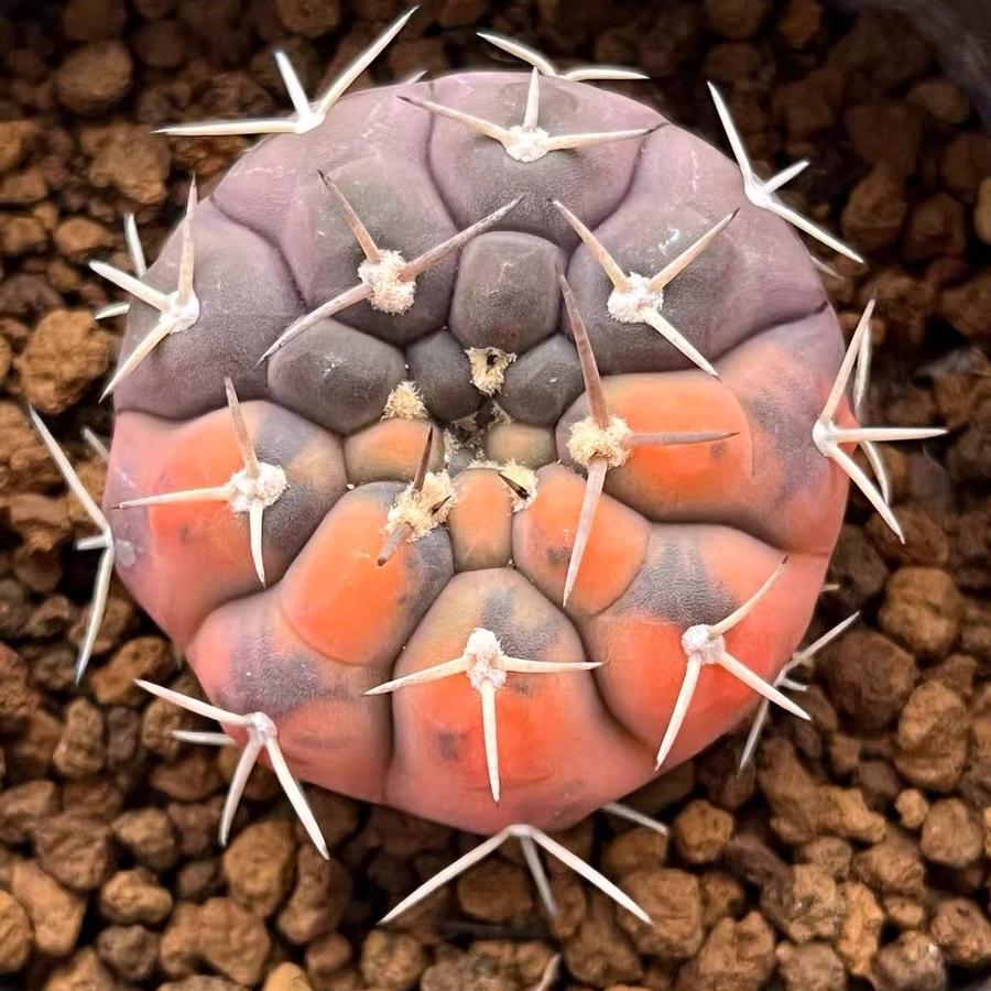 3-4cm gymnocalycium stellatum（variegated）