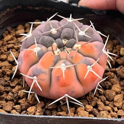 3-4cm gymnocalycium stellatum（variegated）
