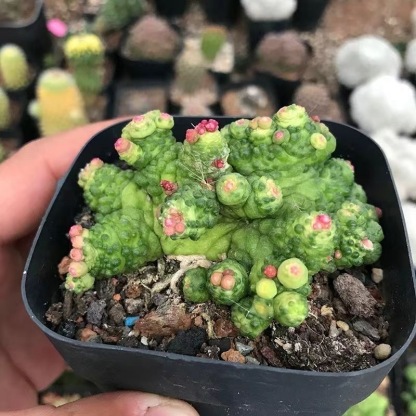 3-8cm Mammillaria bocasana 