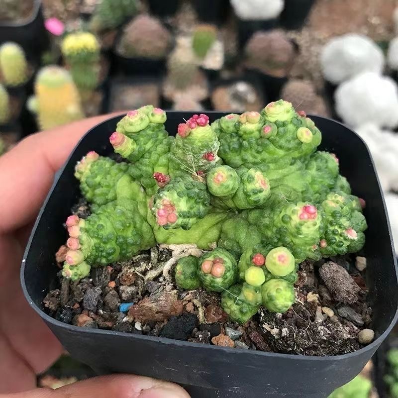 mammillaria bocasana fred