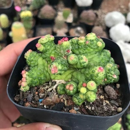 3-8cm Mammillaria bocasana 