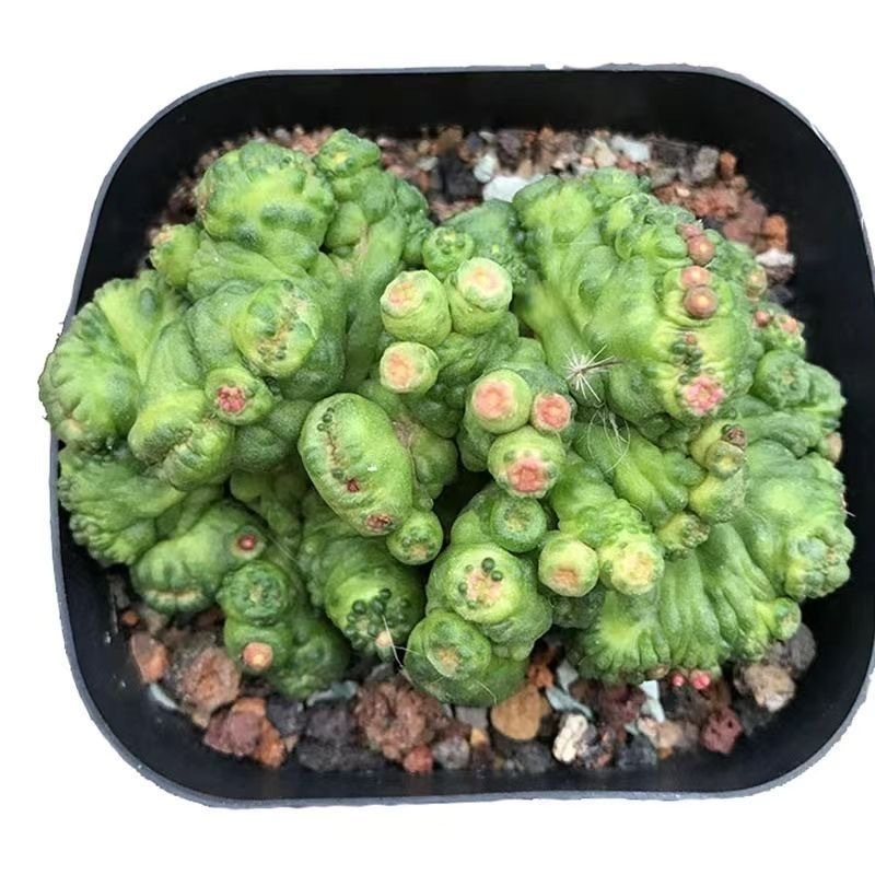 3-8cm Mammillaria bocasana 