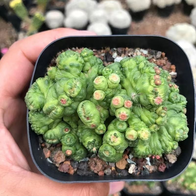 3-8cm Mammillaria bocasana 