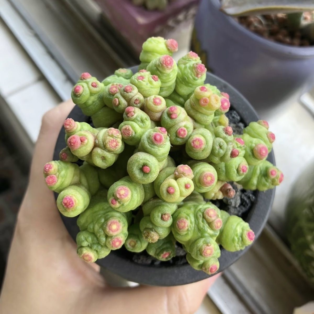 mammillaria bocasana fred