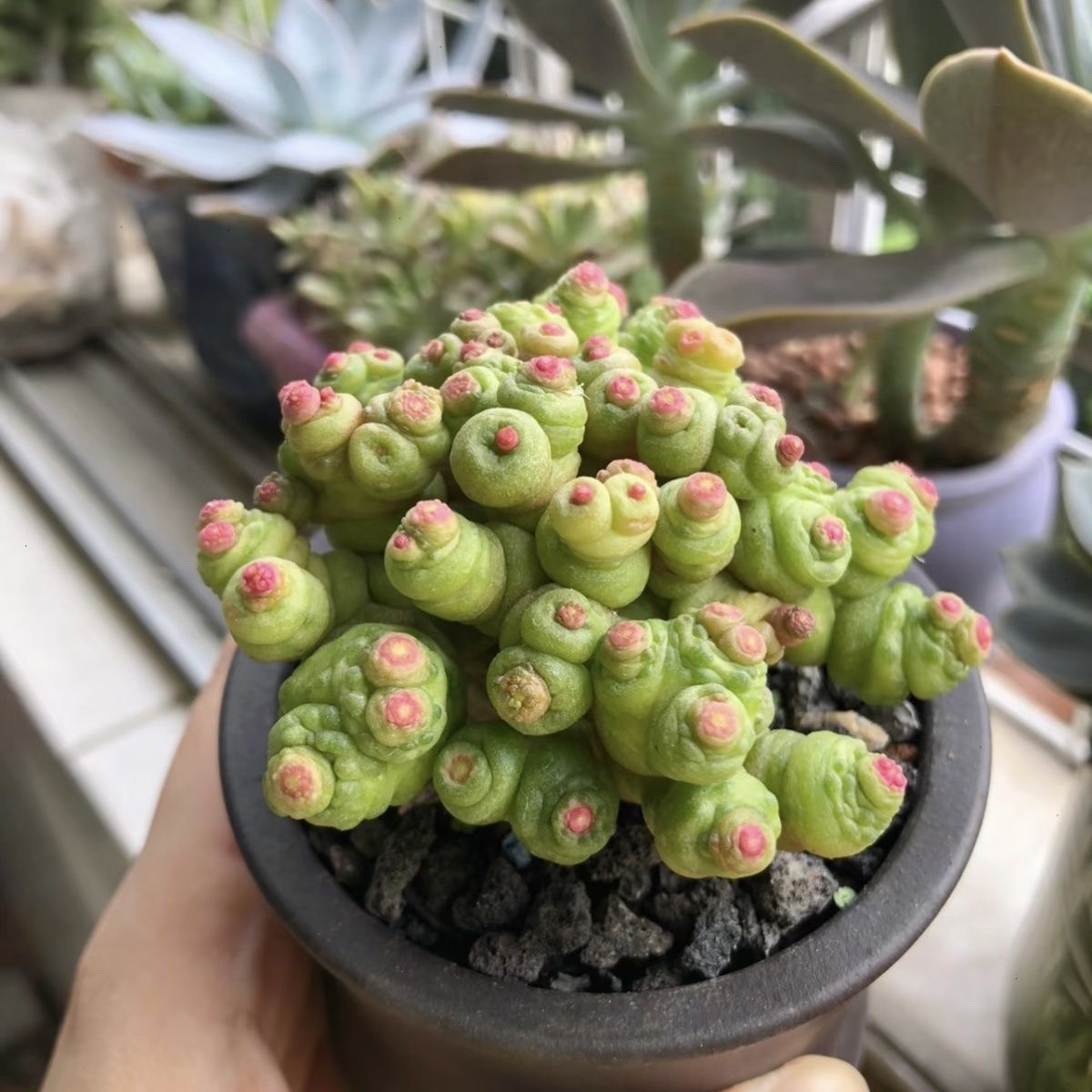 3-8cm Mammillaria bocasana 
