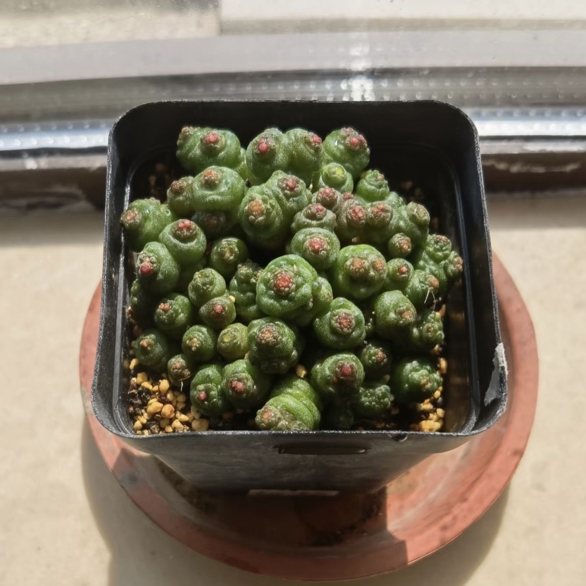 3-8cm Mammillaria bocasana 