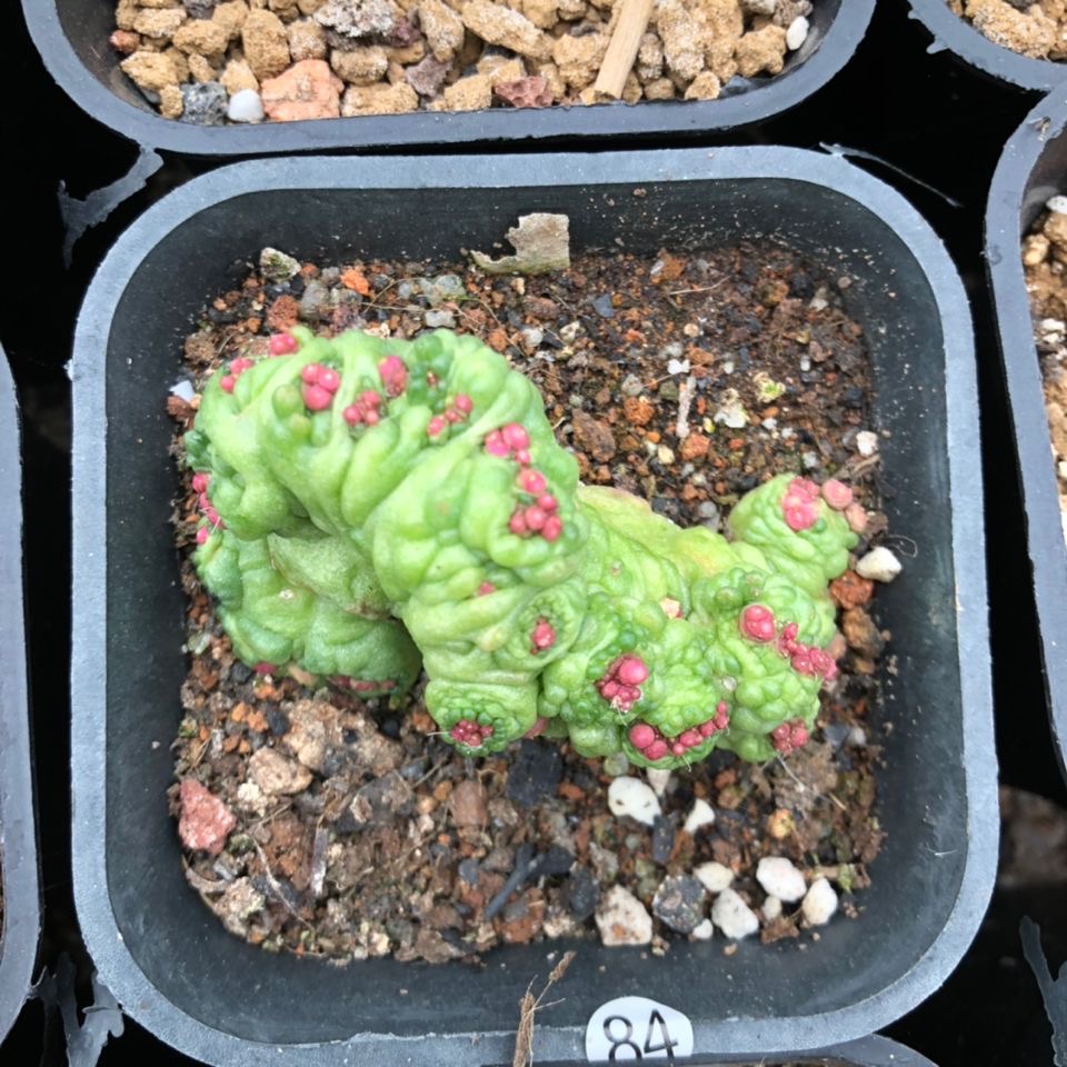 3-8cm Mammillaria bocasana 