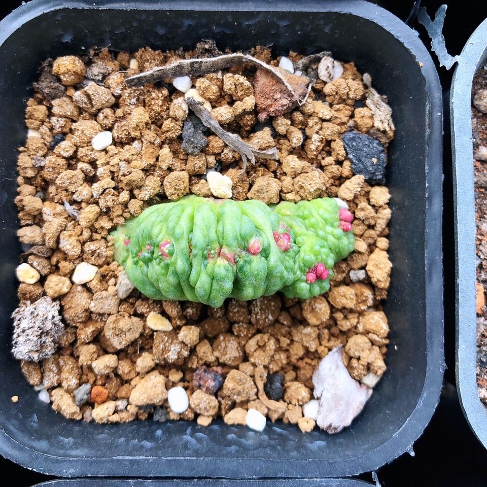 3-8cm Mammillaria bocasana 