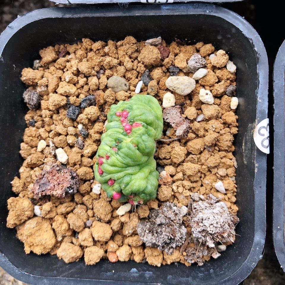 3-8cm Mammillaria bocasana 