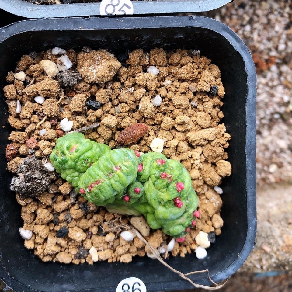 3-8cm Mammillaria bocasana 