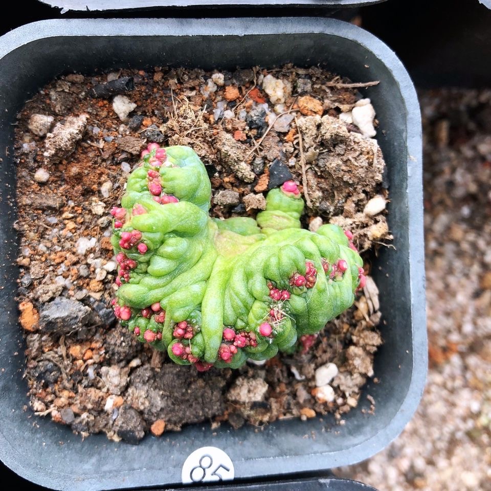 3-8cm Mammillaria bocasana 