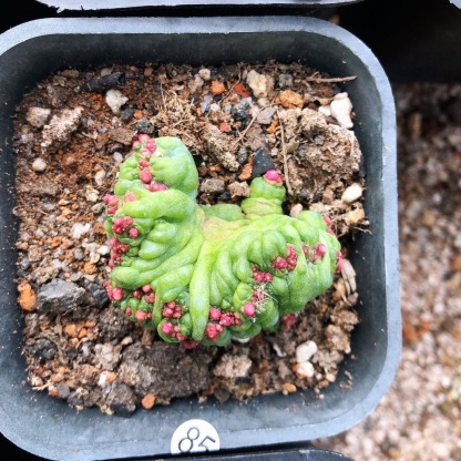 3-8cm Mammillaria bocasana 