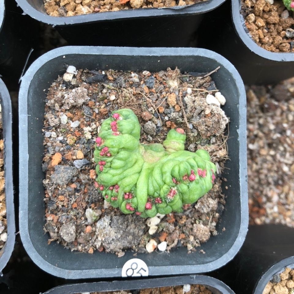 3-8cm Mammillaria bocasana 