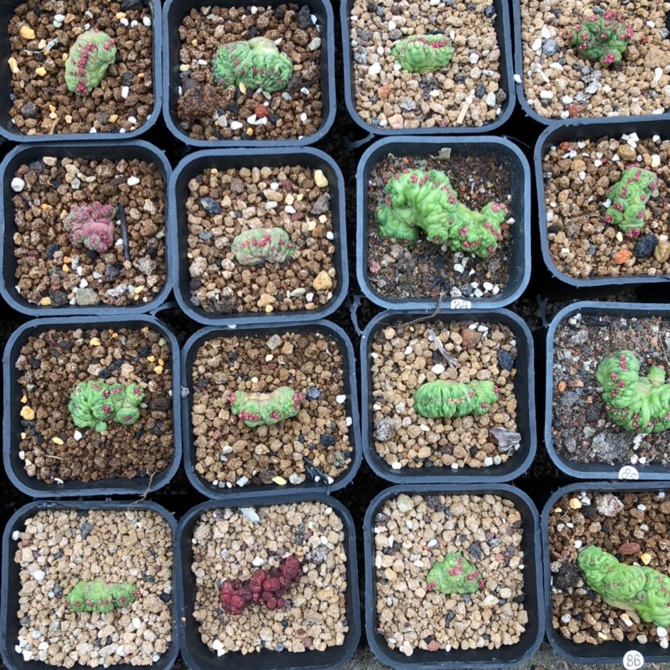 3-8cm Mammillaria bocasana 