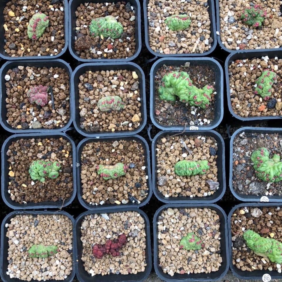 3-8cm Mammillaria bocasana 