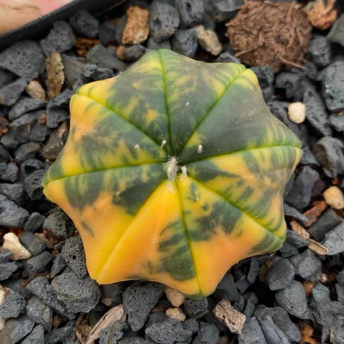 3-4cm Astrophytum asterias “starfish”（variegated）